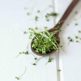 Kresse im Schälchen