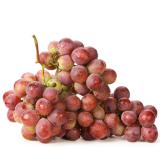 Trauben rötlich kernlos
