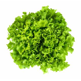 Batavia Salat Eschenhof