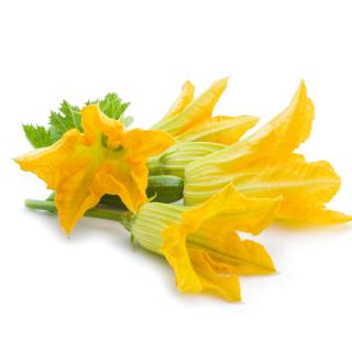 Zucchini Blüten Eschenhof