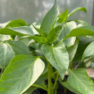 Paprika Pflanze gelb