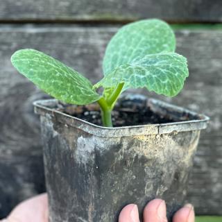Zucchini Pflanze gelb Eschenhof