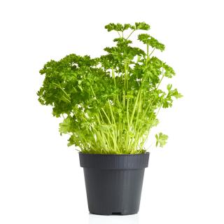 Petersilie glatt im Topf