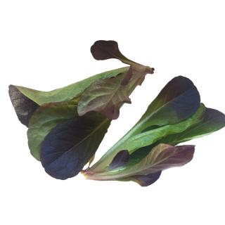 Feldsalat rot