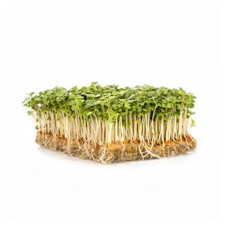 Rucola Kresse im Schälchen