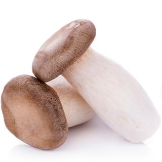 Kräuterseitlinge mini