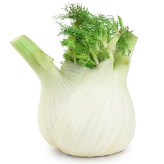 Fenchel
