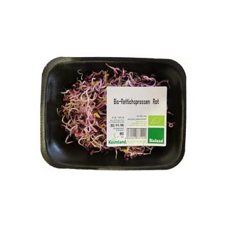 Frische Rettich Sprossen