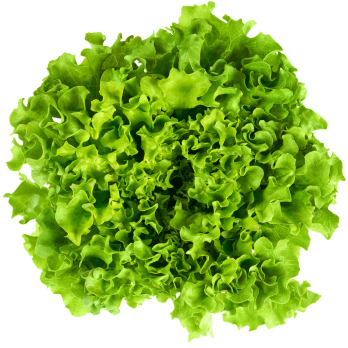 Salat der Woche Eschenhof