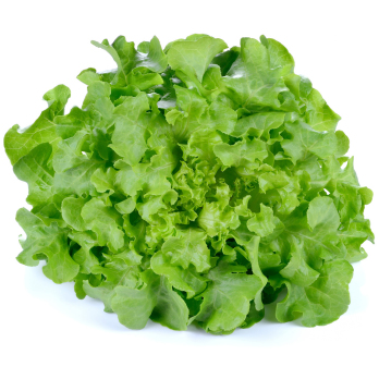 Eichblattsalat grün Eschenhof