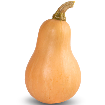 Kürbis Butternut mini Eschenhof