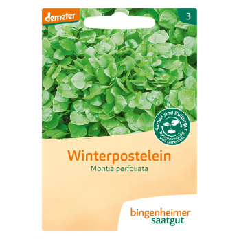 Saat Winterpostelein