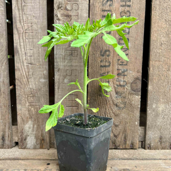 Tomatenpflanze Black Cherry Eschenhof