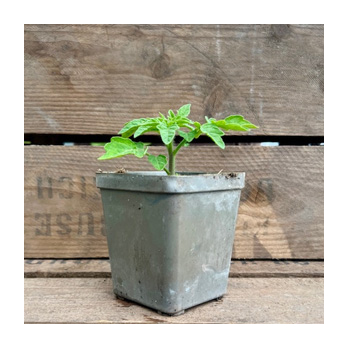 Tomatenpflanze Buschtomate Rotkäppchen Eschenhof