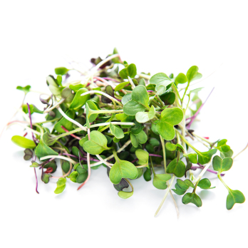 Frische Radieschensprossen 100 g