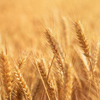 Weizen 5 kg