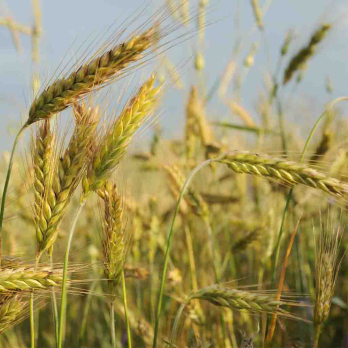 Roggenschrot 1 kg Eschenhof